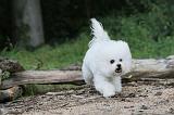 BICHON FRISE 156